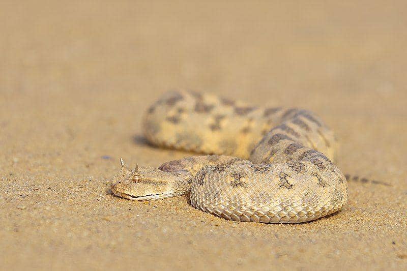 Horned viper (commons.wikimedia.org/Sherif Abdallah)