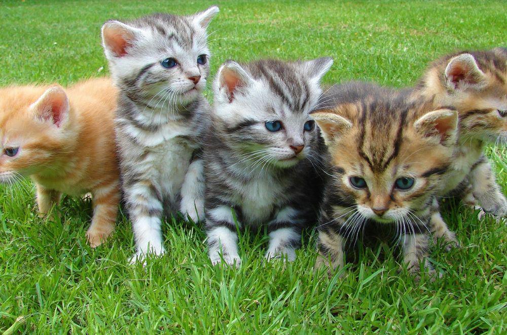 5 Alasan Tidak Memelihara Kucing jika Belum Siap dengan Biayanya