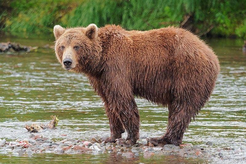 Brown bear (commons.wikimedia.org/Robert F. Tobler)