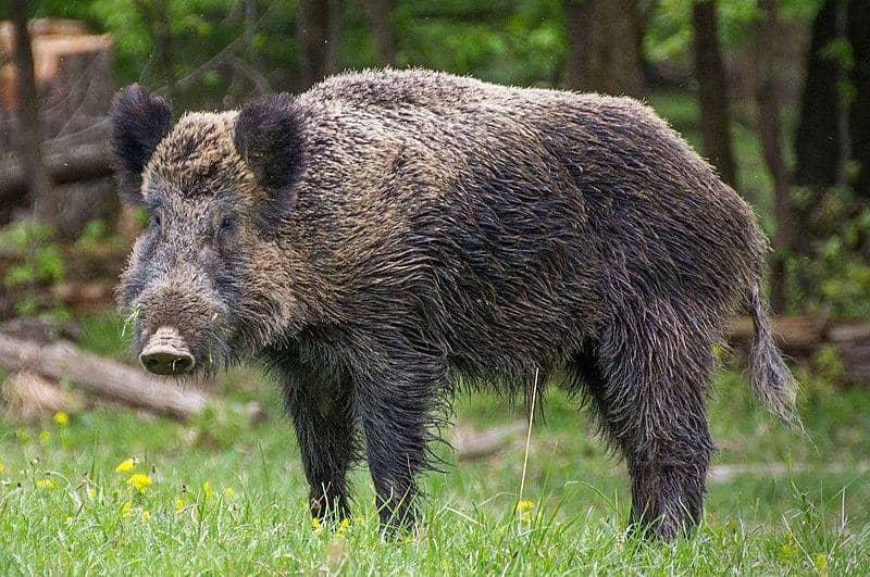 Boars (commons.wikimedia.org/Valentin Panzirsch)
