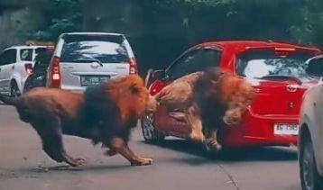 Singa di Taman Safari Indonesia II Prigen, Jawa Timur menyeruduk Toyota Yaris milik pengunjuk. (dok. Istimewa)