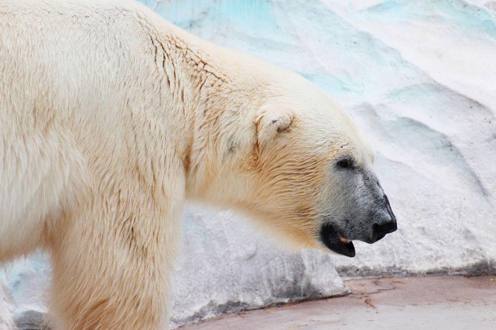 Beruang Kutub Serang Ibu dan Anak di Alaska, Alasannya Bikin Miris