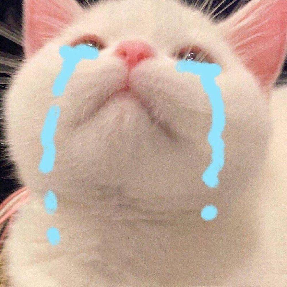Meme Kucing Putih (twitter.com/_peachpeony)