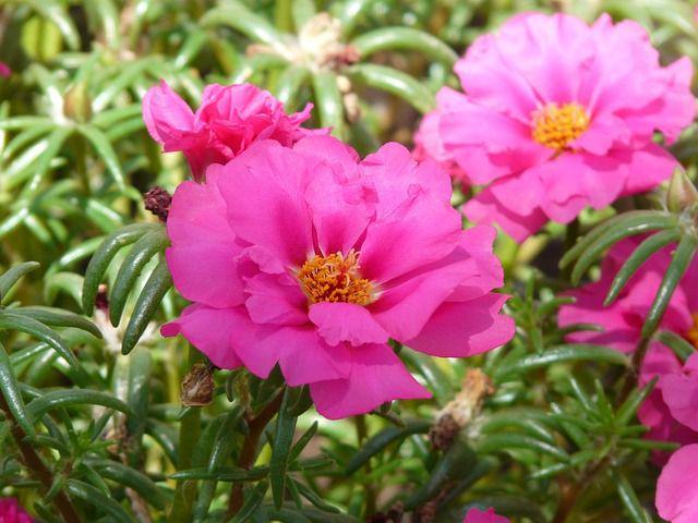 5 Bunga hanya Mekar pada Jam Tertentu, Ada Midnight Lady Flower
