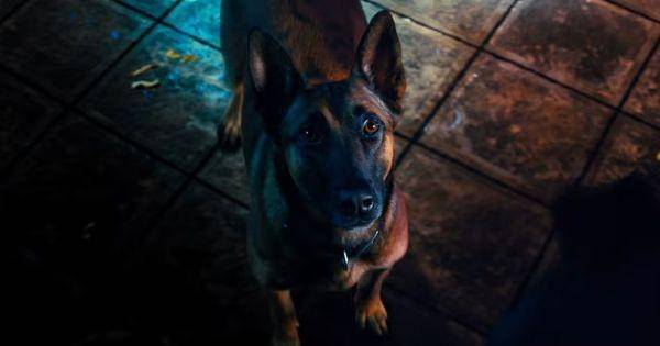 Anjing yang menolong John Wick ( Dok. Lionsgate / John Wick 4)