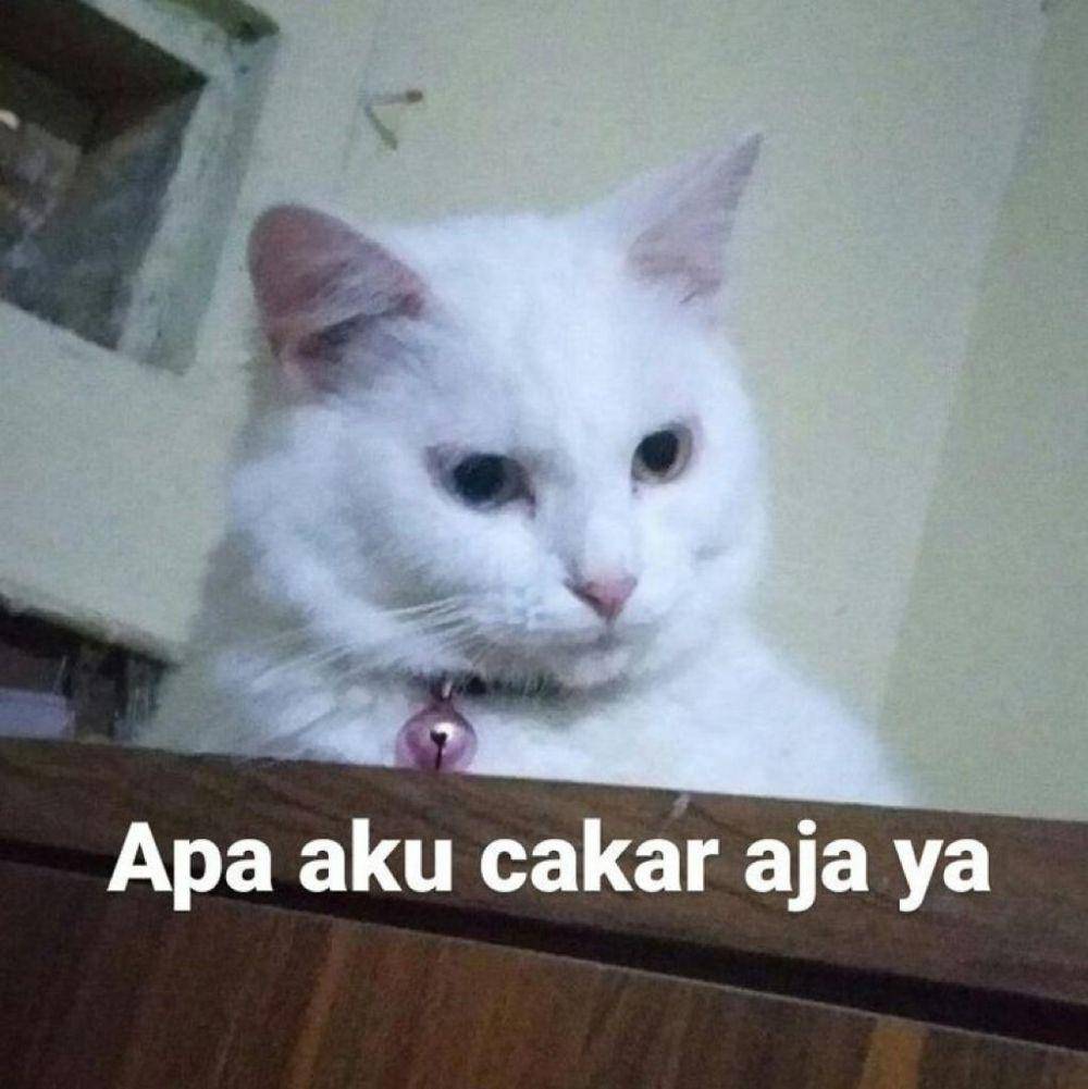 Meme Kucing Putih (twitter.com/littleclouds07)