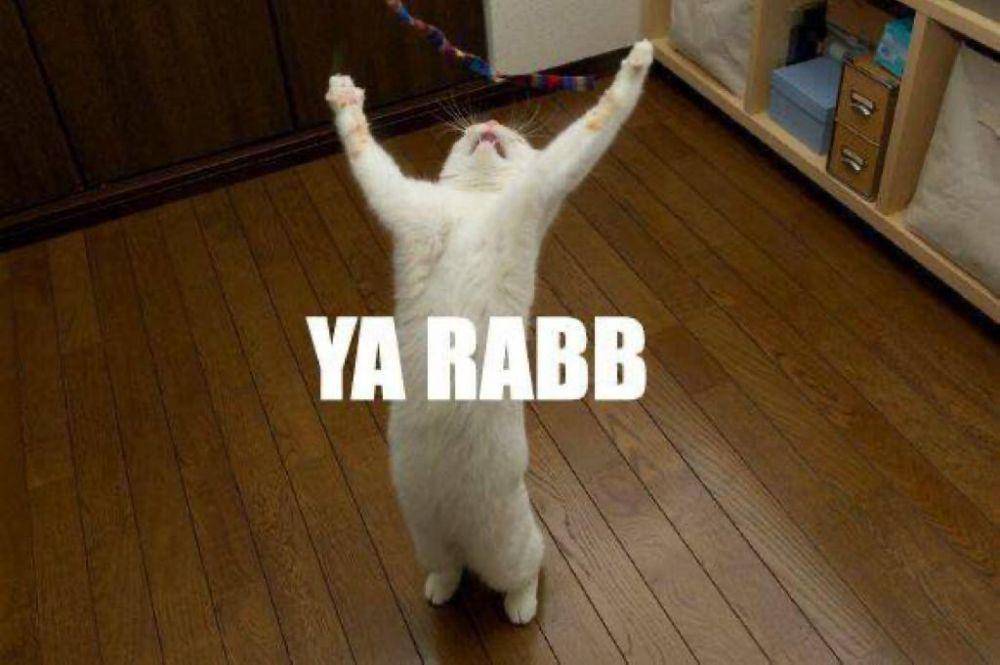 Meme Kucing Putih (twitter.com/dzakuyyy)