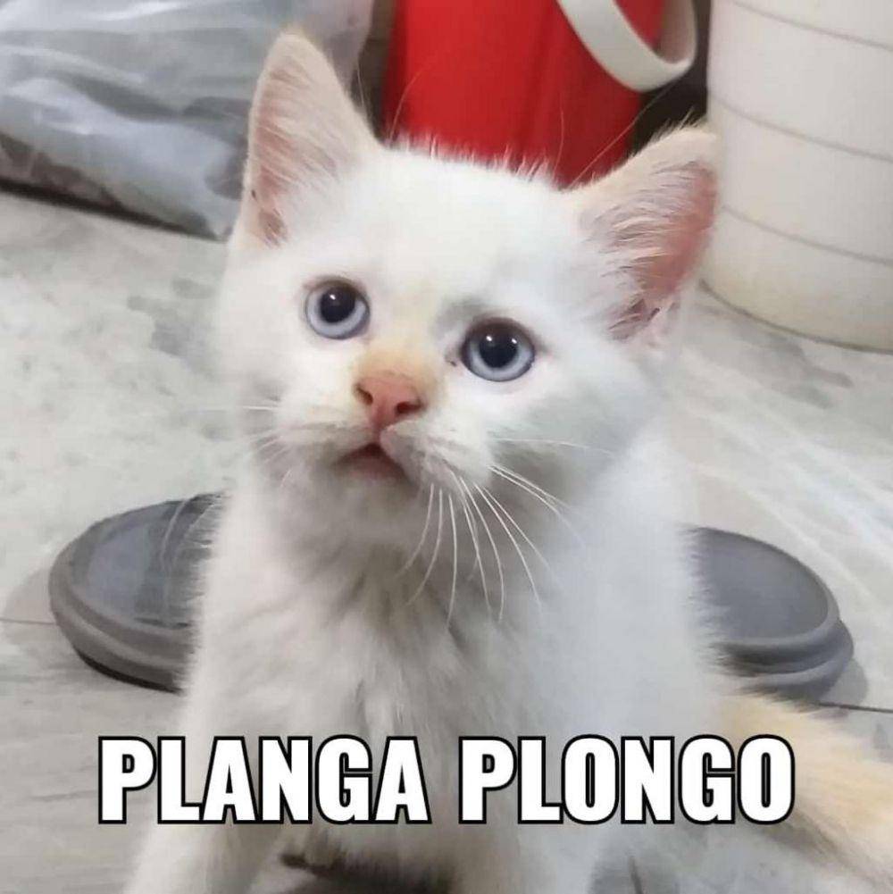 Meme Kucing Putih (twitter.com/byeolanz)