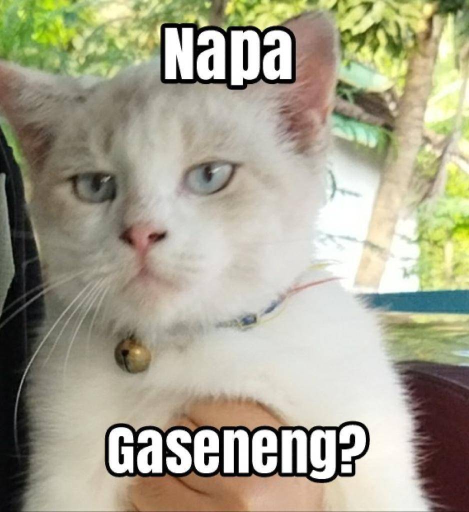 Meme Kucing Putih (twitter.com/comeiiycious)