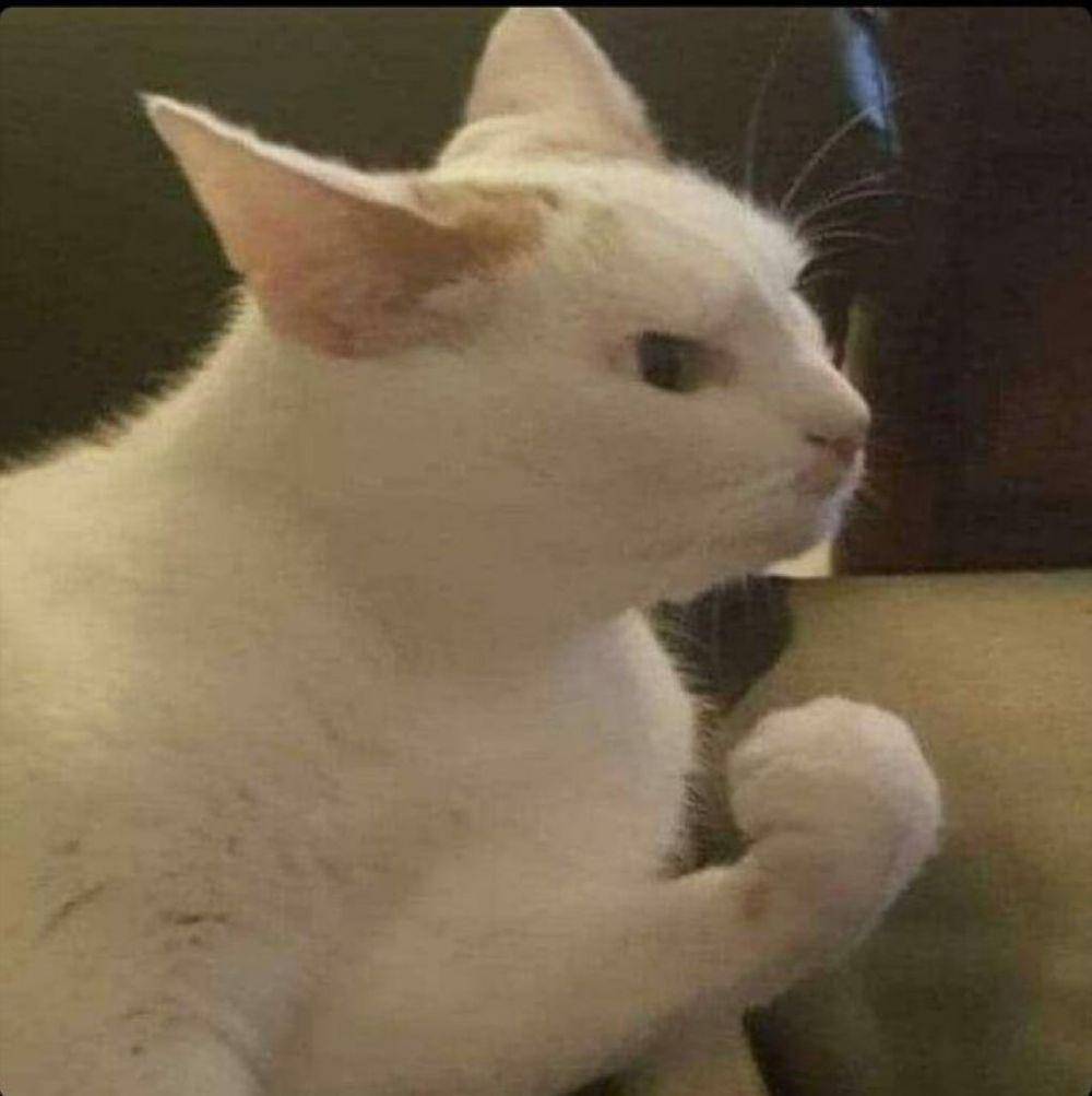 Meme Kucing Putih (twitter.com/comeiiycious)