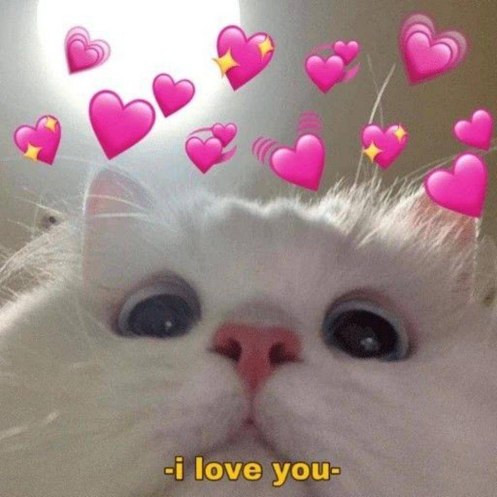 Meme Kucing Putih (twitter.com/ilyleoboy)