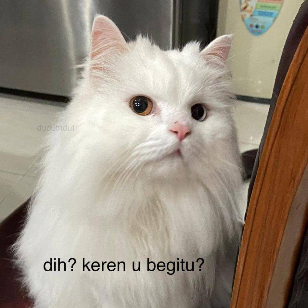 Meme Kucing Putih (twitter.com/_peachnpeony)