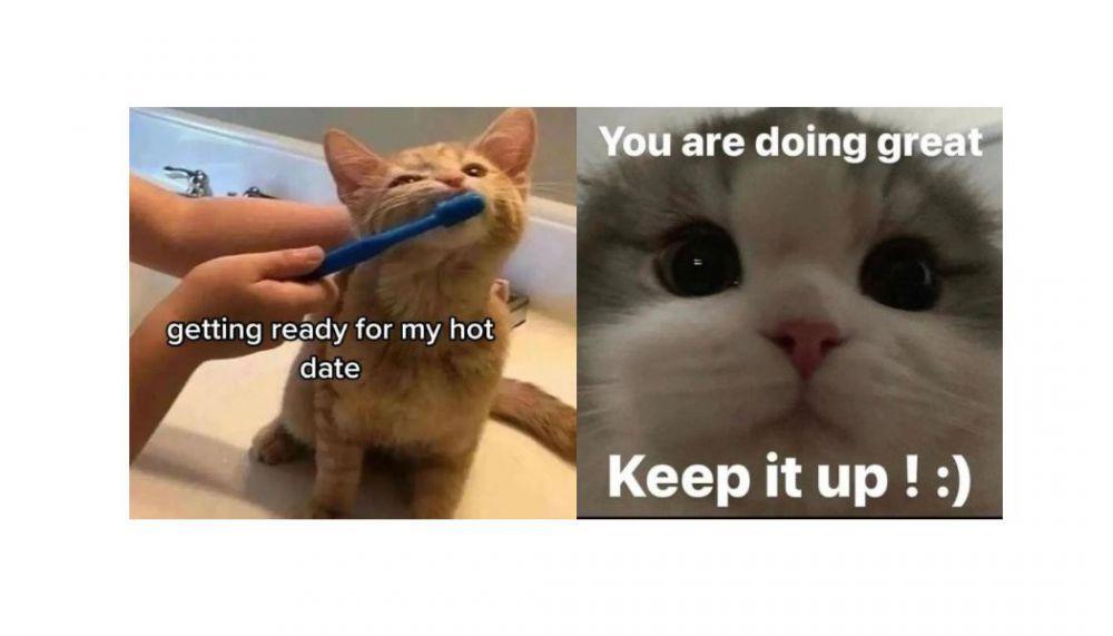 10 Meme Kucing Wholesome, Pakai untuk Menyatakan Cinta!