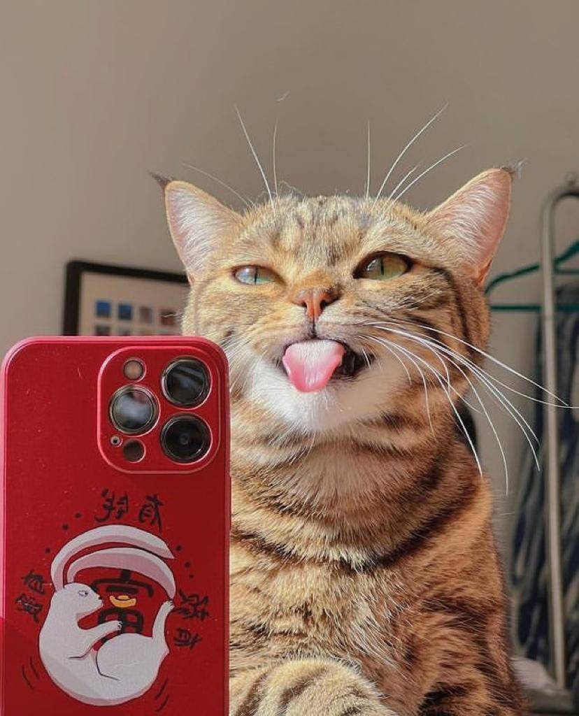 Meme Kucing Selfie (twitter.com/ultramenwfh)