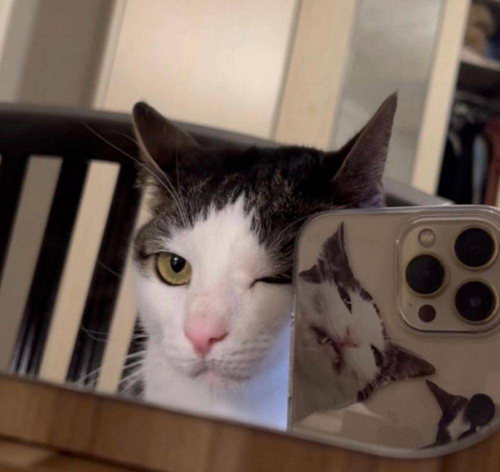 Meme Kucing Selfie (twitter.com/nzschweetz)