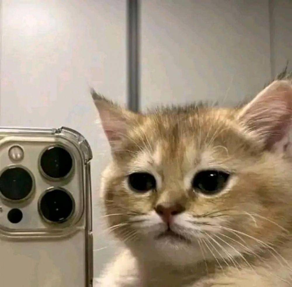 Meme Kucing Selfie (twitter.com/zltnmr)
