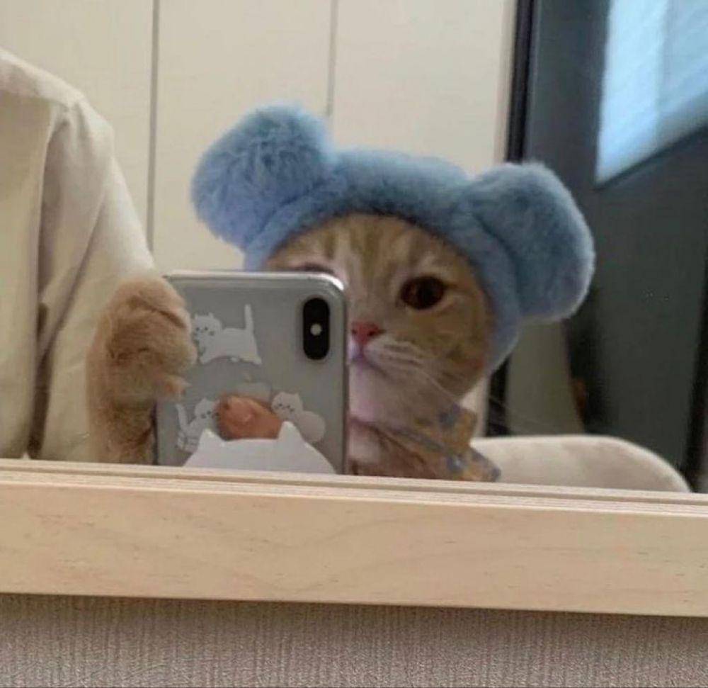 Meme Kucing Selfie (twitter.com/tinkeubelle_)