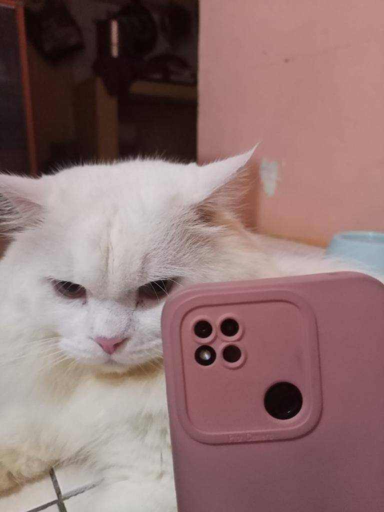Meme Kucing Selfie (twitter.com/lorazaepam)
