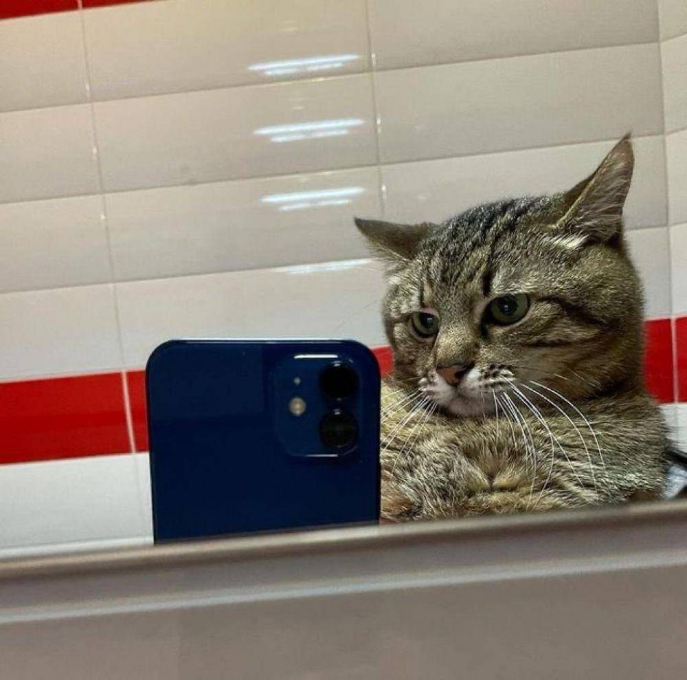 Meme Kucing Selfie (twitter.com/eomoniiiii)
