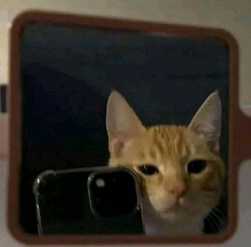 Meme Kucing Selfie (twitter.com/zltnmr)
