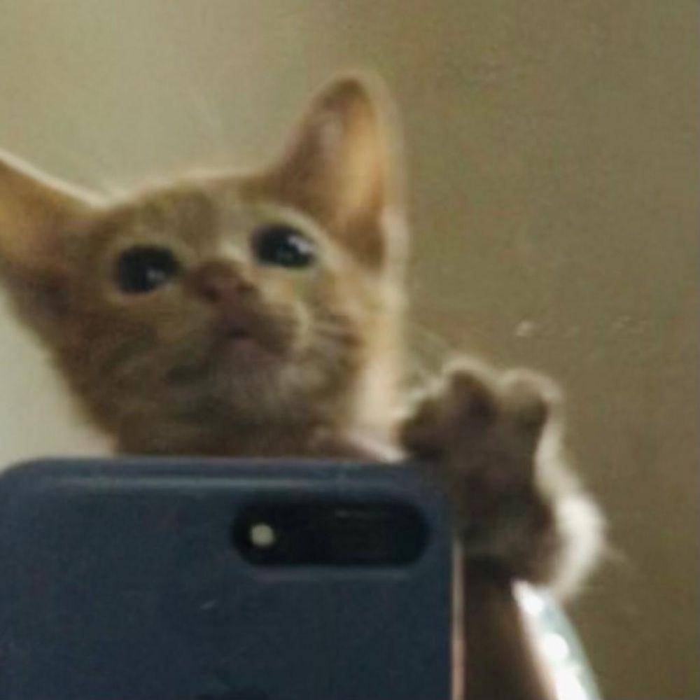 Meme Kucing Selfie (twitter.com/cinnamonowreo)