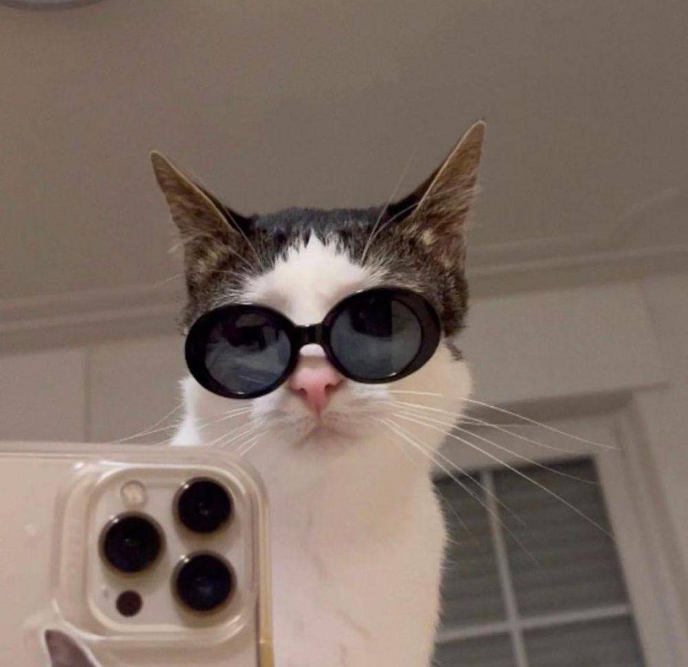 Meme Kucing Selfie (twitter.com/nzschweetz)