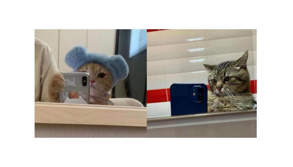 10 Potret Mirror Selfie Kucing, Imut dan Keren!