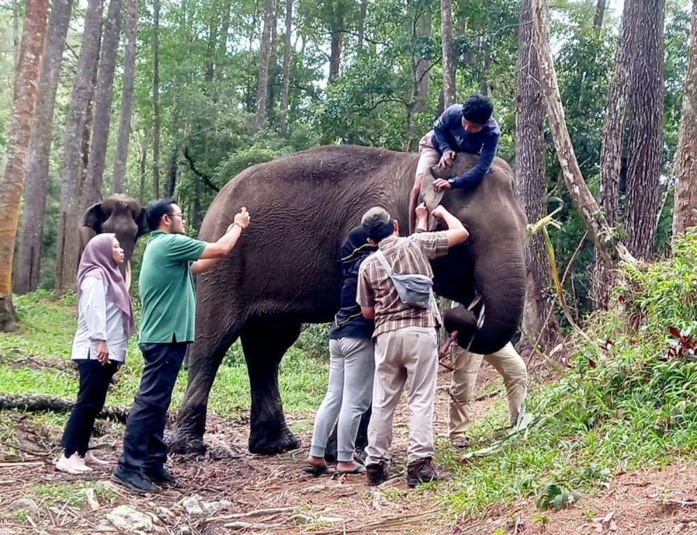 Dwiki Berakhir di ANECC, Jadi Gajah Keempat Asal BNWS yang Mati