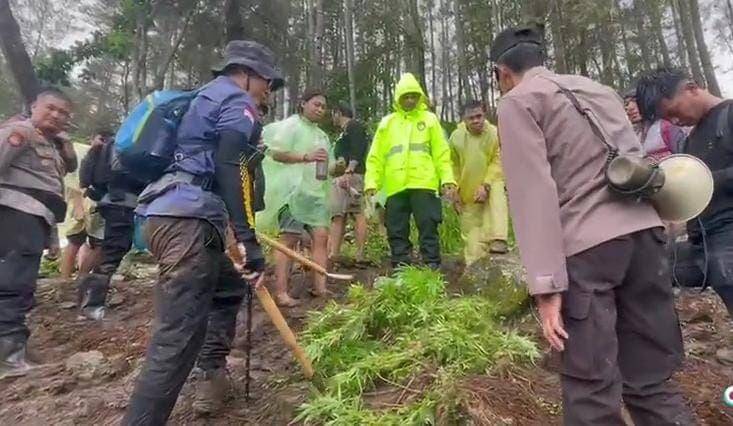 Ratusan batang pohon ganja dibakar anggota Polda Sulsel. (Istimewa)