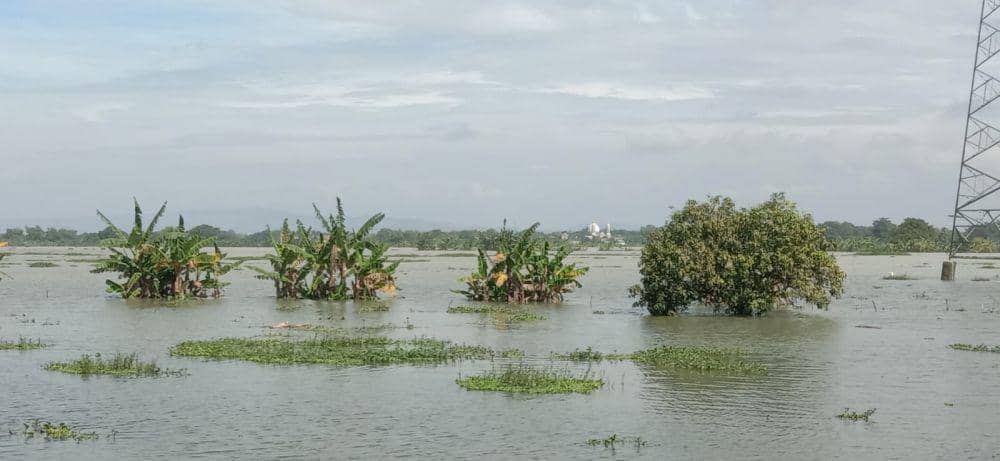 Banjir merendam area persawahan di Kecamatan Baureno, Kabupaten Bojonegoro. IDN Times/Imron