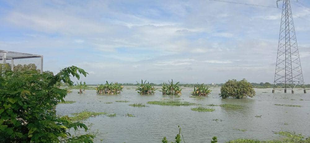 Banjir merendam area persawahan di Kecamatan Baureno, Kabupaten Bojonegoro. IDN Times/Imron
