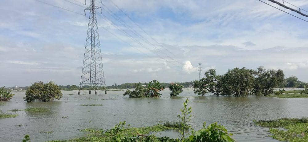 Sawah Terendam Banjir, Petani di Bojonegoro Rugi Ratusan Juta