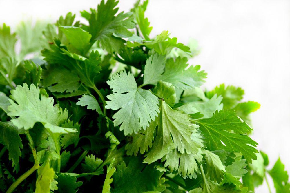 7 Tips Memilih dan Menyimpan Daun Ketumbar biar Tetap Segar