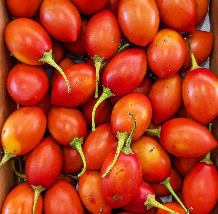 5 Fakta Menarik Tamarillo: Terong Belanda yang Mirip Tomat
