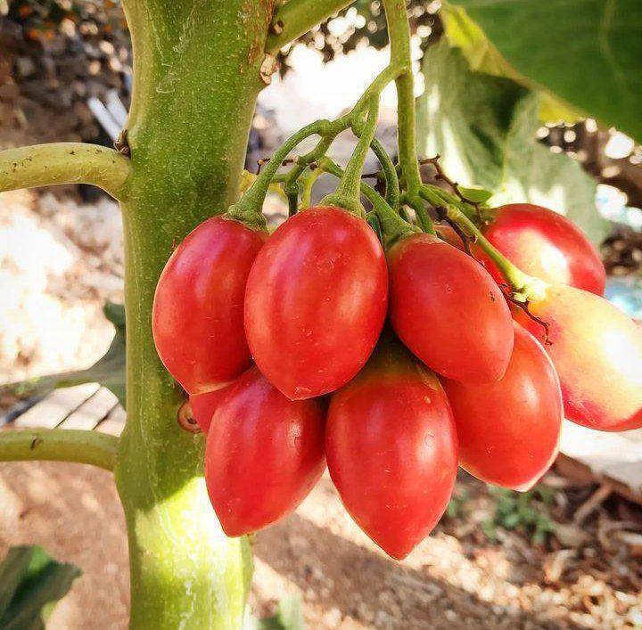 Buah tamarillo (Instagram/yerayhndz)