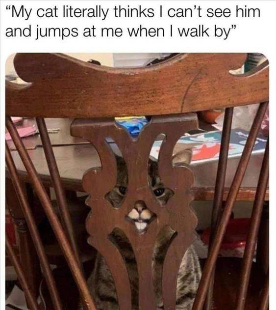 tweet kucing paling lucu (twitter.com/WholesomeMeme)