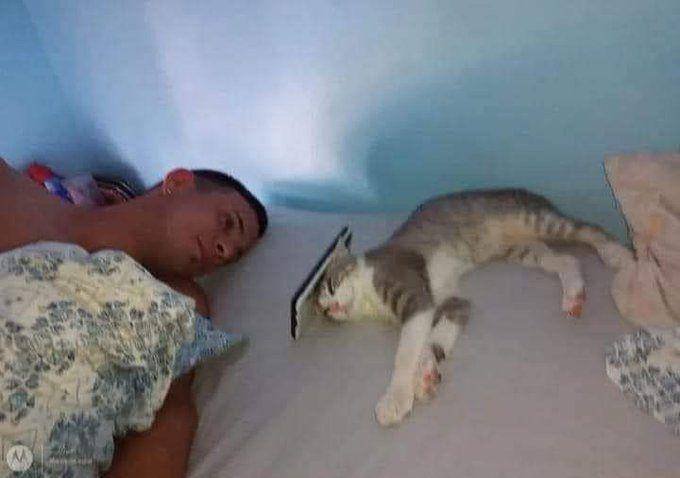 tweet kucing paling lucu (twitter.com/weirdlilguys)