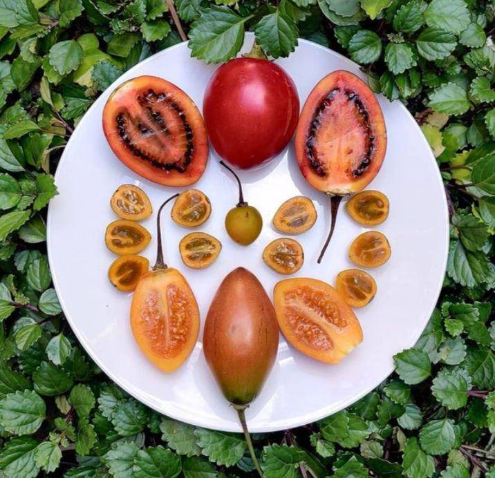 Buah tamarillo (Instagram/arvenses)