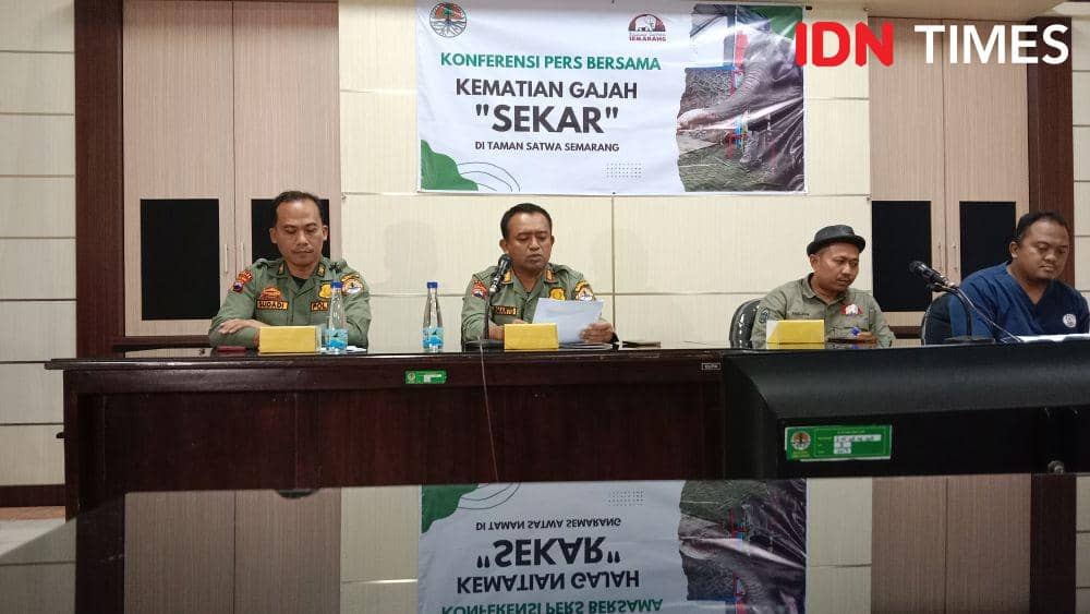 Kepala BKSDA Jateng Darmanto bersama Dirut Bonbin Mangkang Choirul Awaludin dan dokter hewan Hendrik Setiawan menyatakan gajah Sekar mati akibat sakit gigi. (IDN Times/Fariz Fardianto)
