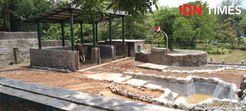 Gajah Sekar di Bonbin Semarang Meninggal, Cuaca Ekstrem jadi Alasan