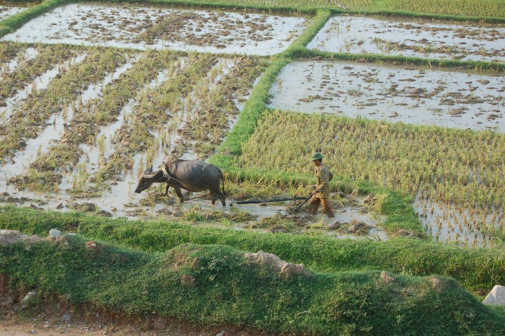 6 Hewan yang Bermanfaat untuk Pertanian, Sahabat Petani