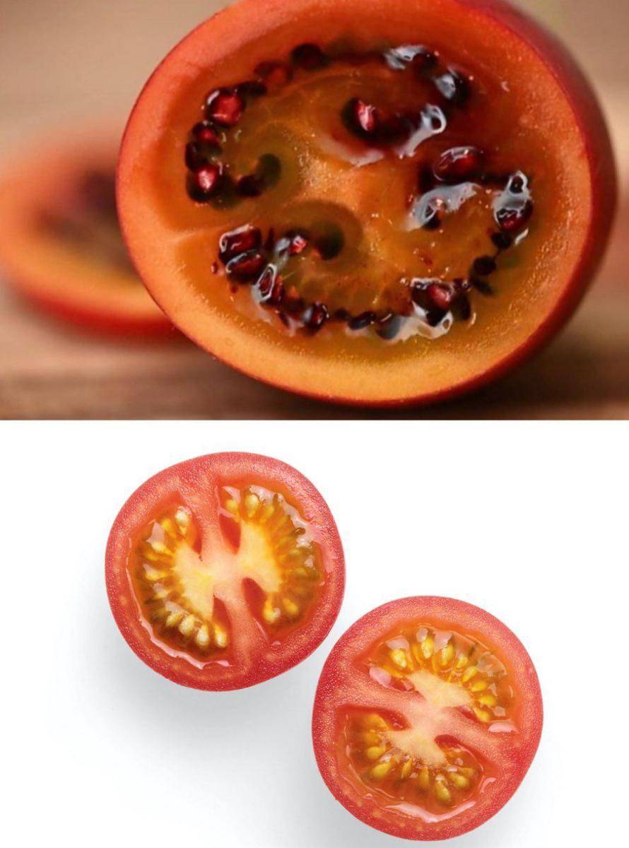 Perbedaan tamarillo dan tomat (Instagra,/girlndugfarm)