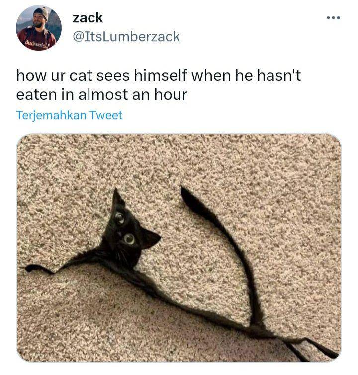 tweet kucing paling lucu (twitter.com/ItsLumberzack)