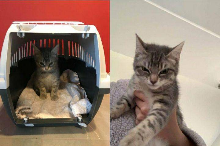 tweet kucing paling lucu (twitter.com/LVGHST)