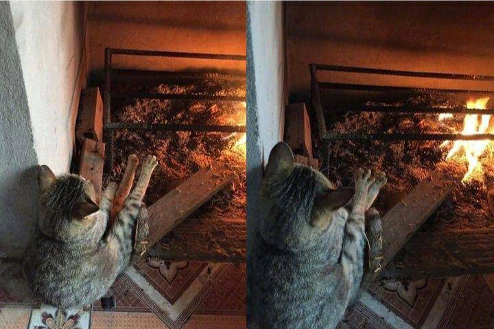 tweet kucing paling lucu (twitter.com/pupperonis)