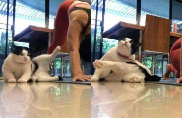tweet kucing paling lucu (twitter.com/Cats_Culture)