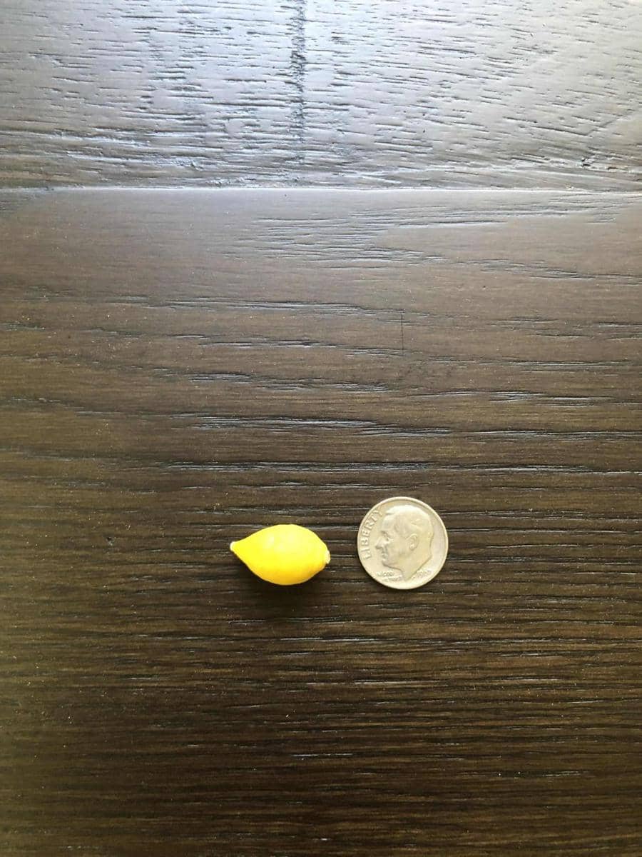 potret kocak gagal menanam buah dan sayur (reddit.com/user/disconcertedfalcon)