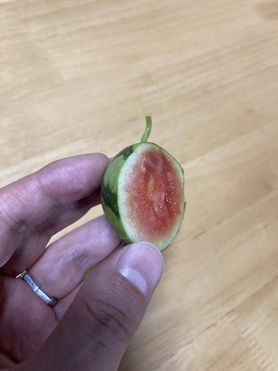 potret kocak gagal menanam buah dan sayur (twitter.com/sannoji30)