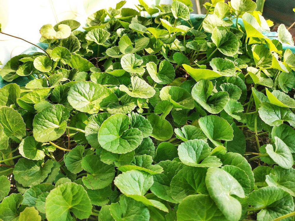 Centella asiatica atau pegagan (commons.wikimedia.org/Shahidul Hasan Roman)