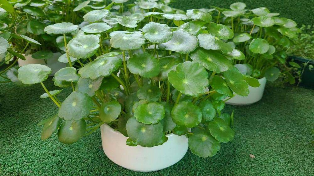 Hydrocotyle vulgaris atau pegagan air (instagram.com/starkeayresgardencentre/)